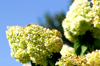 20240901 Hummers and Flowers-14